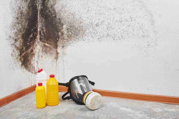 Best Toxic Mold Removal  in Hughson, CA