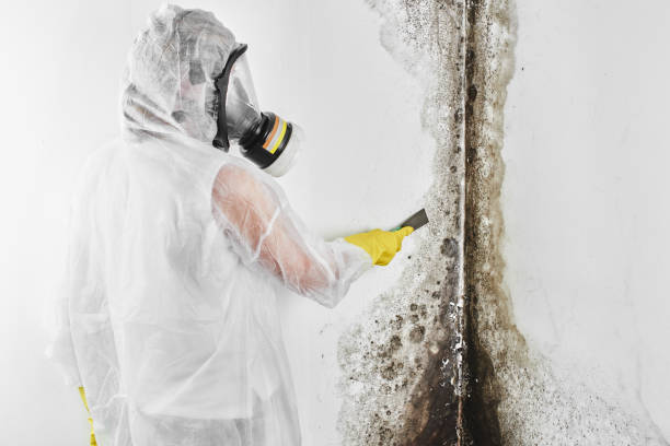 Mold Removal and Inspection in Hughson, CA