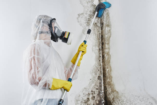 Best Mold Removal and Inspection  in Hughson, CA