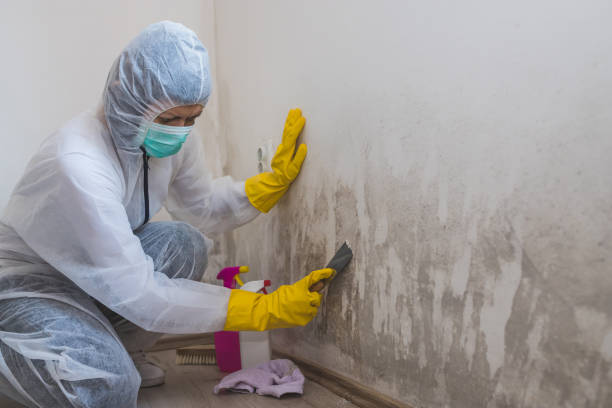 Certified Mold Removal in Hughson, CA