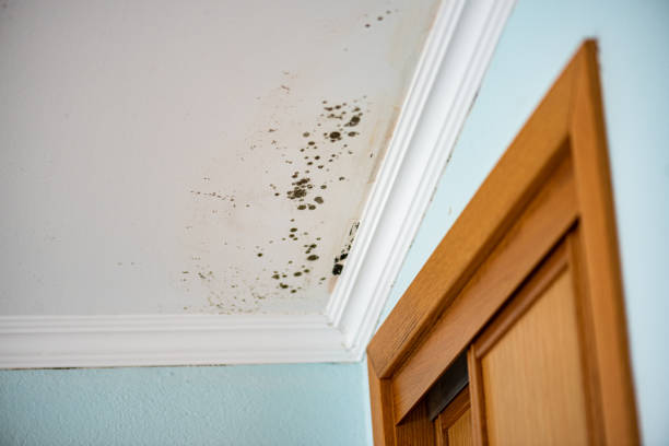 Best Attic Mold Removal  in Hughson, CA