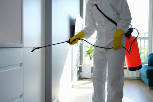Mold Removal Process in Hughson, CA