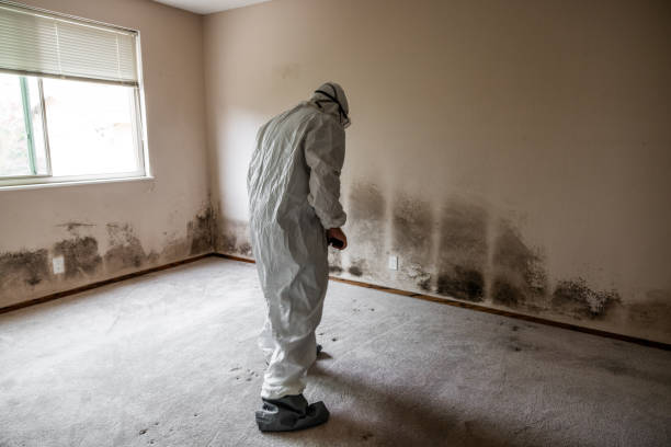 Best Local Mold Removal Service  in Hughson, CA