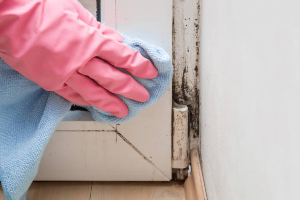 Best Local Mold Removal Service  in Hughson, CA