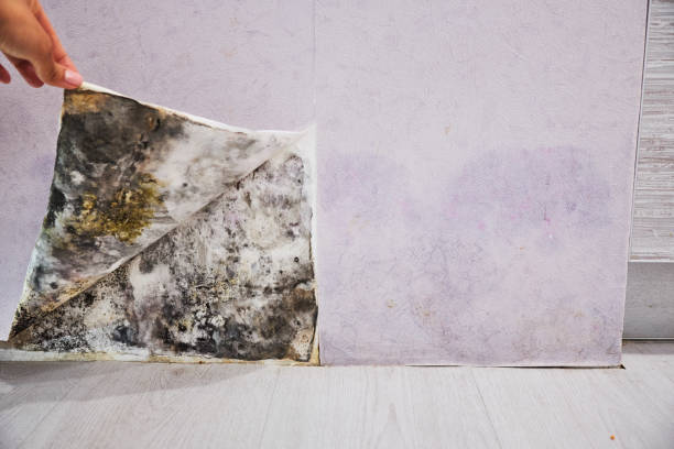 Best Fast Mold Removal  in Hughson, CA